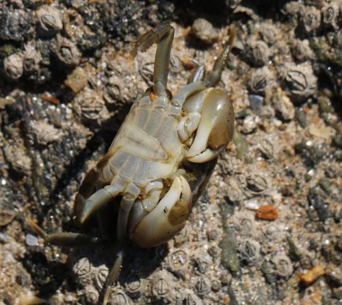 Réf. 217 063 : Hemigrapsus takanoi